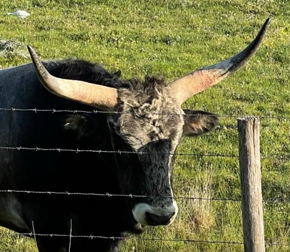 Wagyu
